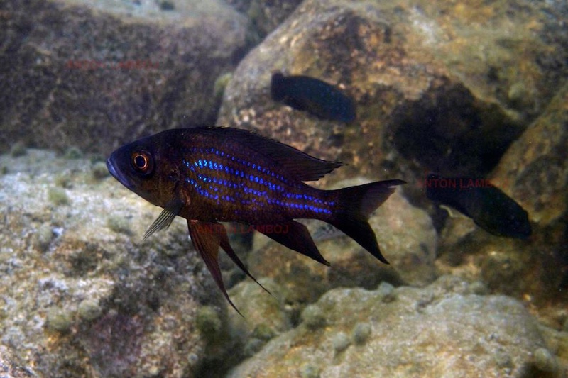 Aulonocranus dewindtii